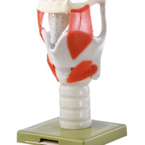 Functional Model of the Larynx