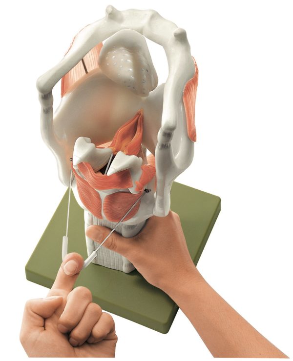 Functional Model Of The Larynx | Adam,Rouilly