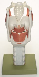 Functional Model of the Larynx
