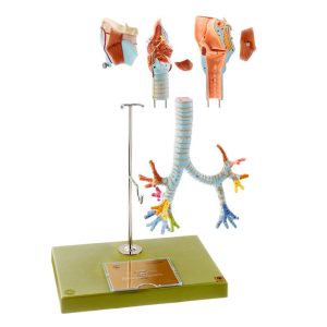 Larynx With Trachea