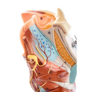 Larynx With Trachea