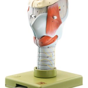 Larynx - Separates Into 5 Parts