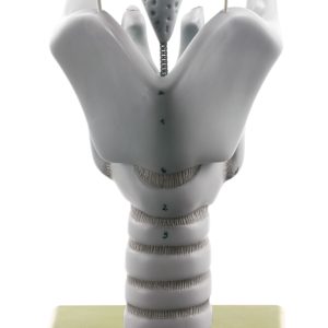 Cartilages of the Larynx