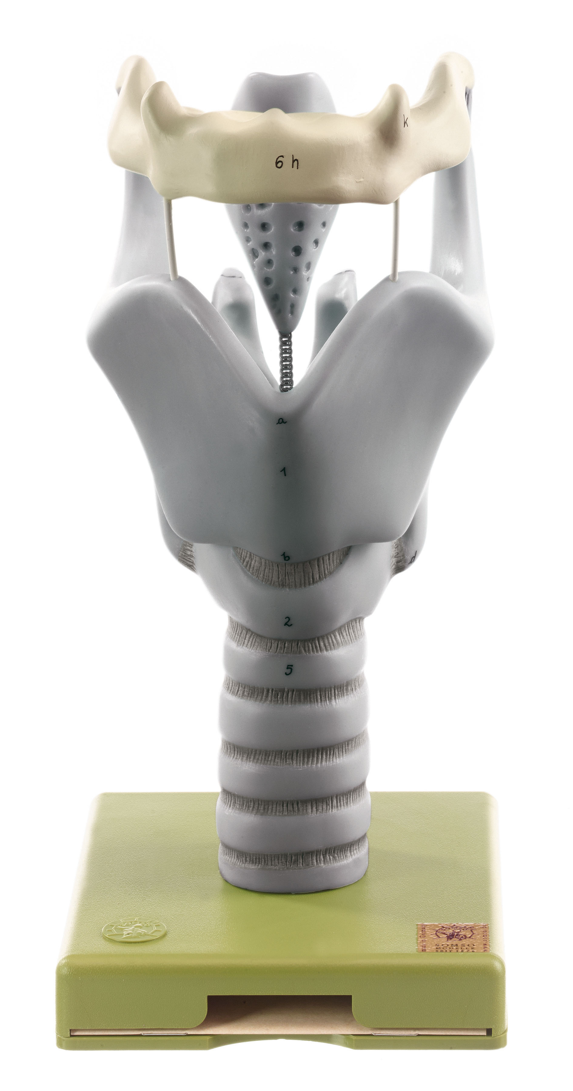 ANNWAH 2X Enlarged Human Larynx Model - Anatomically Accurate Throat Anatomy Model For Teaching & Medical Display