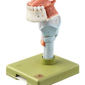Larynx With Tongue