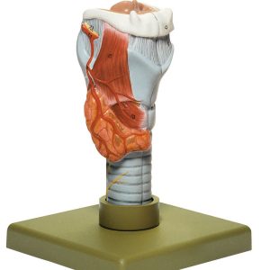 Larynx