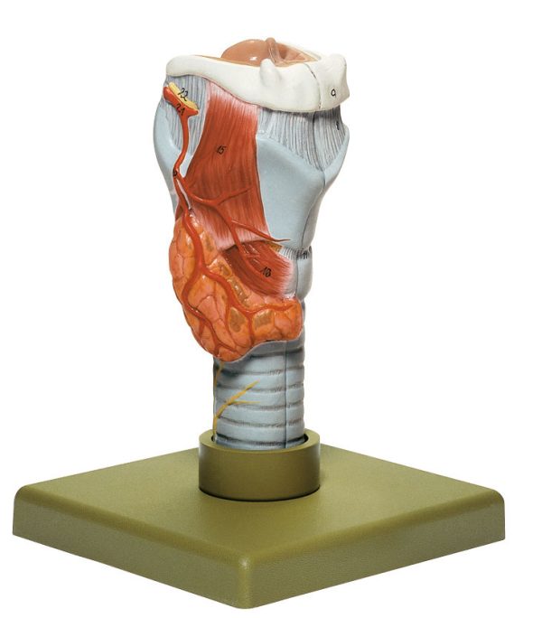 Larynx | Adam,Rouilly