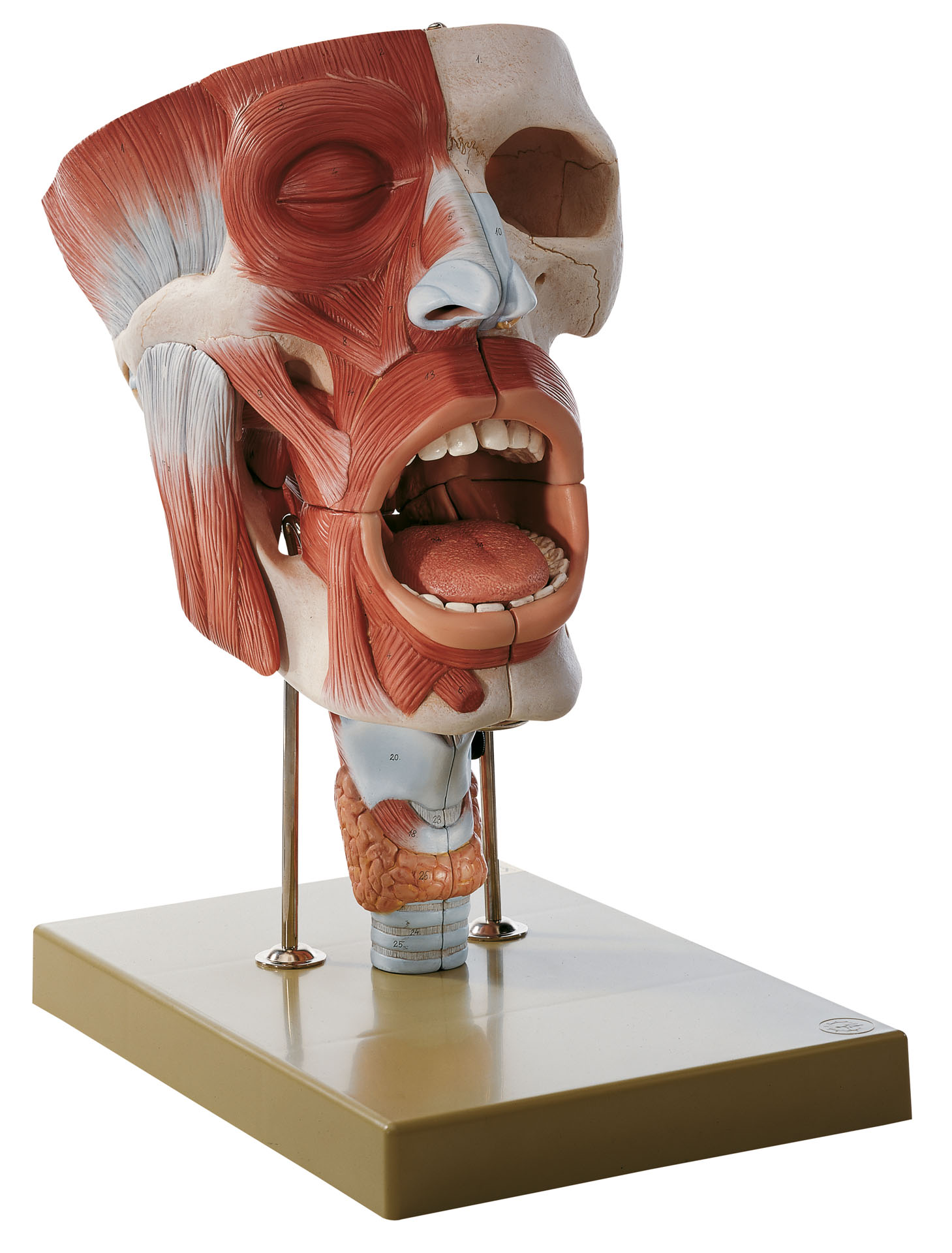 Cavities of Nose, Mouth, Throat and Larynx