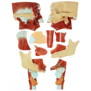 Cavities of Nose, Mouth, Throat and Larynx - 10 Parts