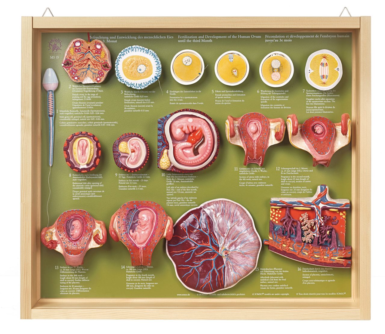 Fertilization and Development of the Human Ovum Up to the Third Month