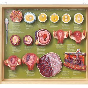 Fertilization and Development of the Human Ovum Up to the Third Month