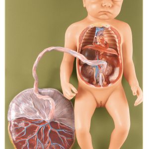 Fetal Circulatory System, Light