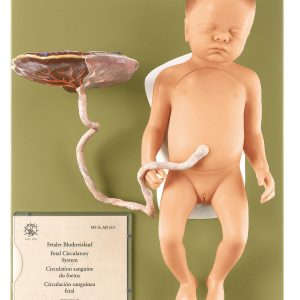 Female Fetus, Light