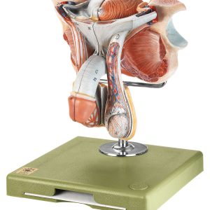 Male Genital Organs, Light