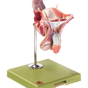 Male Genital Organs, Light