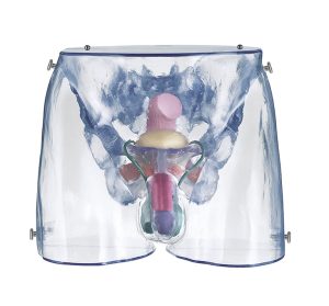 Transparent Model of the Male Sexual Organs