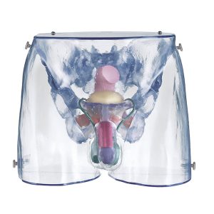 Transparent Model of the Male Sexual Organs