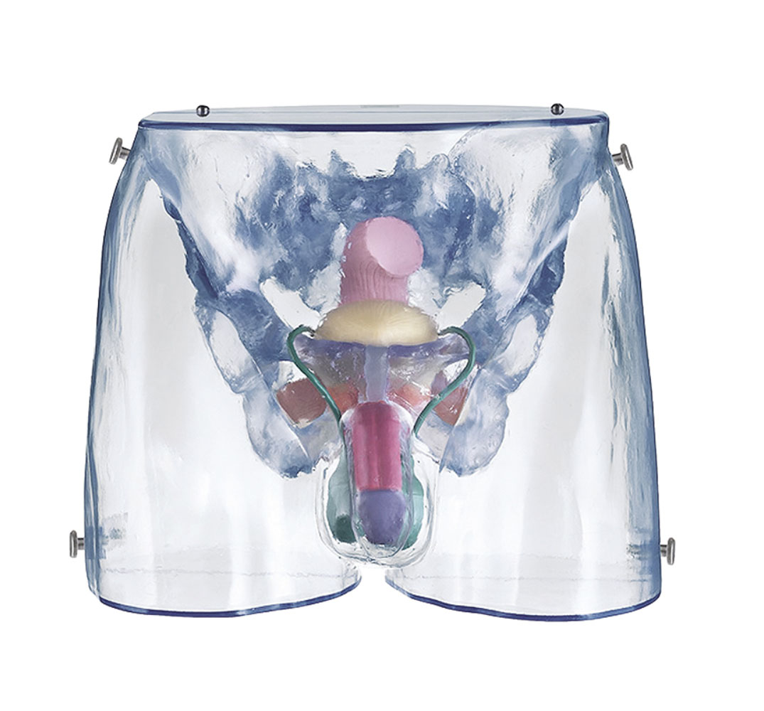 Transparent Model of the Male Sexual Organs