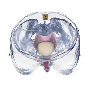 Transparent Model of the Male Sexual Organs