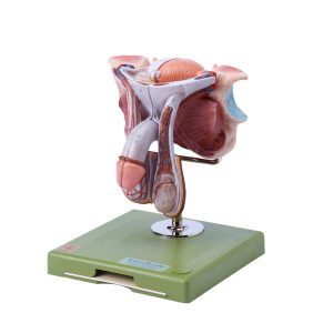 Male Genital Organs, Dark