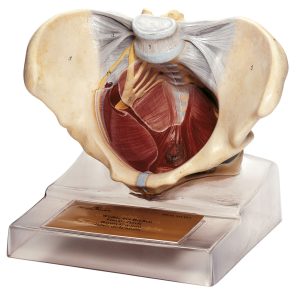 Female Pelvic Floor