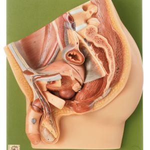 Median Section of Male Pelvis, Light