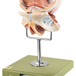 Female Genital Organs, Light