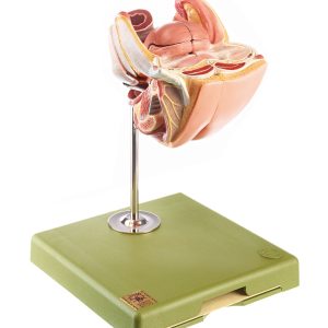 Female Genital Organs, Light