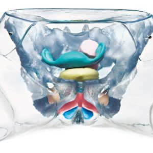 Transparent Model of the Female Sexual Organs