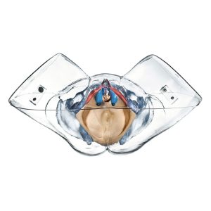 Transparent Model of the Female Sexual Organs