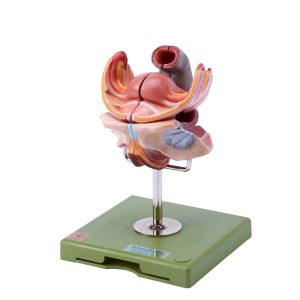 Female Genital Organs, Dark