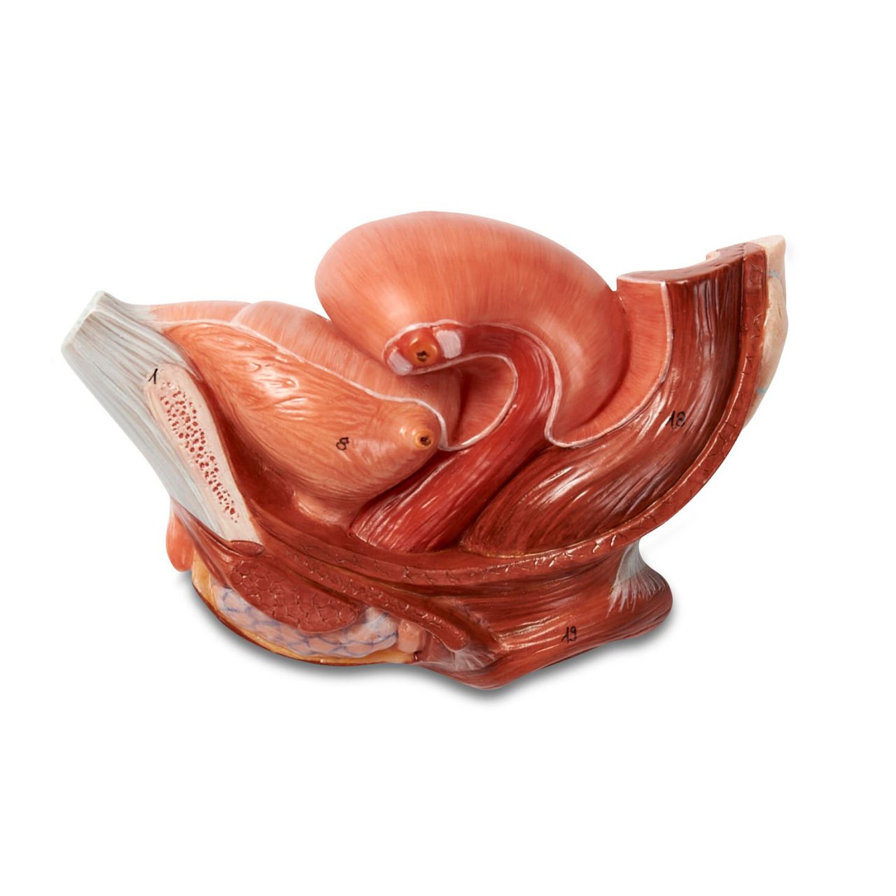 Median Section of Female Pelvis - 2 Parts, Light