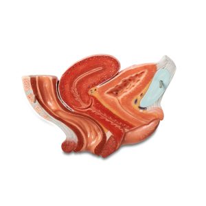 Median Section of Female Pelvis - 2 Parts, Light