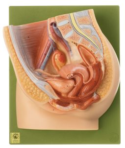 Median Section of Female Pelvis - 2 Parts, Light