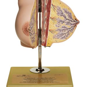 Mammary Gland in Resting Position, Light