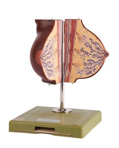 Mammary Gland in Resting Position, Dark
