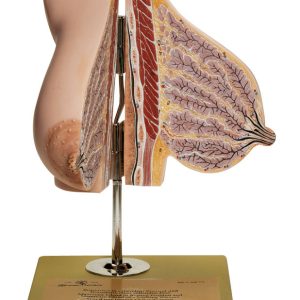 Mammary Gland of a Breastfeeding Woman, Light