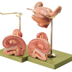 Internal Female Genital Organs