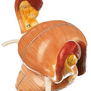 Internal Female Genital Organs