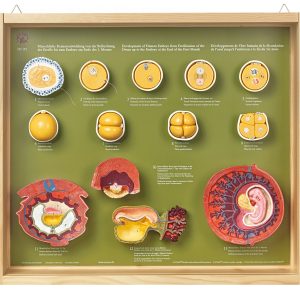 Human Development Up to the Embryo at the End of the First Month, Light