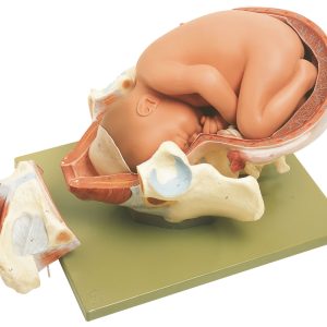 Birth - First Stage, Light