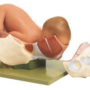 Birth - Second Stage, Light