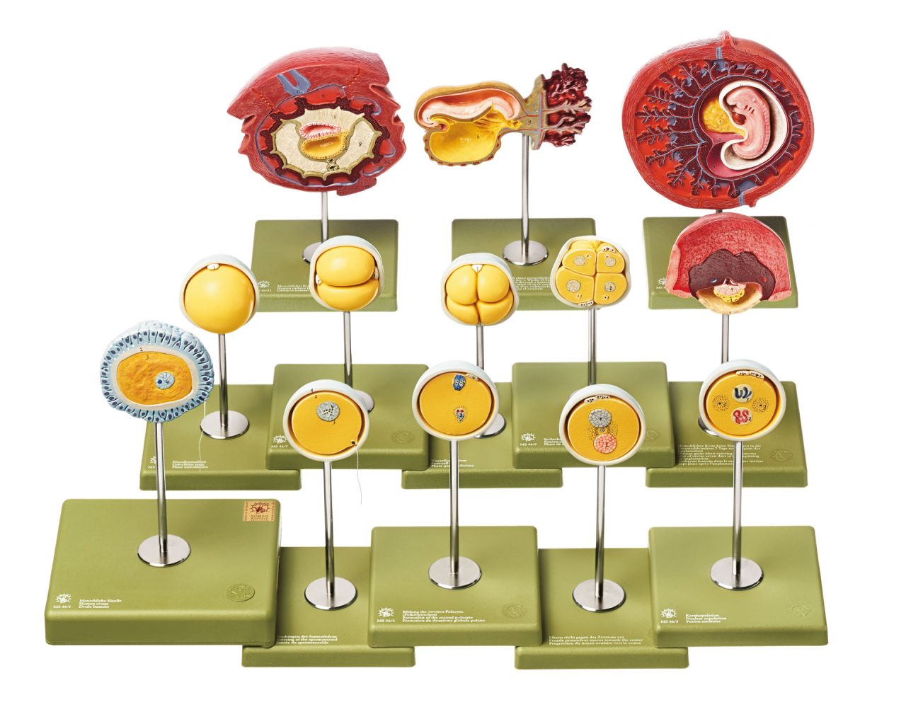 Human Development Up to the Embryo at the End of the First Month