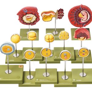 Human Development Up to the Embryo at the End of the First Month