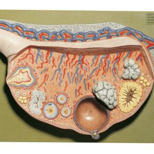 Relief Model of the Ovary