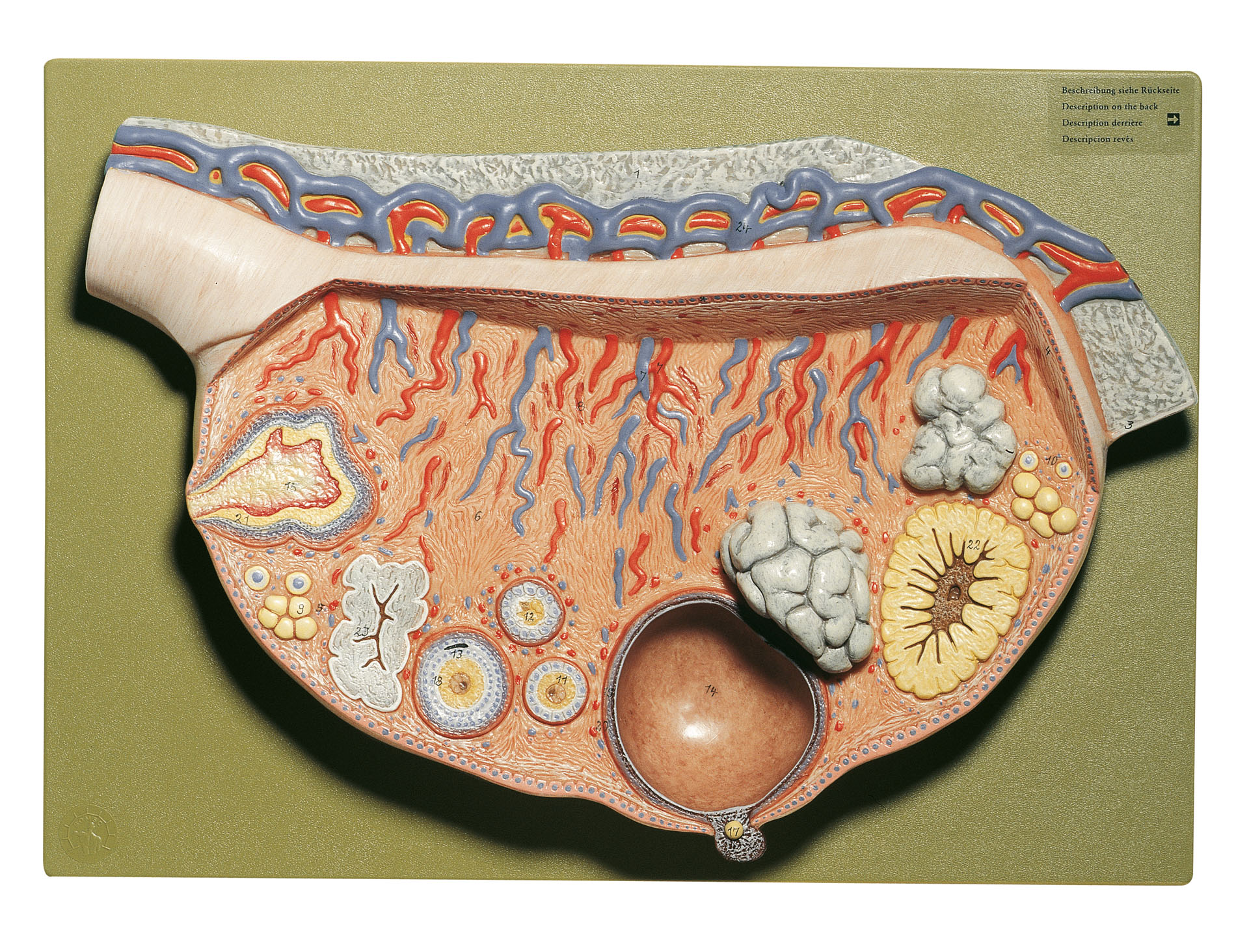 Relief Model of the Ovary