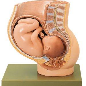 Pelvis With Uterus in Ninth Month of Pregnancy, Light