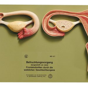 Fertilization Process