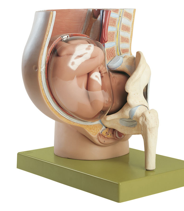 Pelvis With Uterus in Ninth Month of Pregnancy, Light