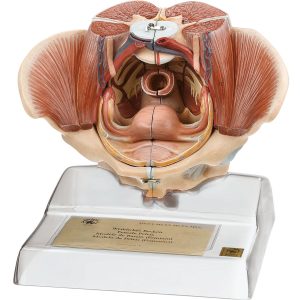 Female Pelvis